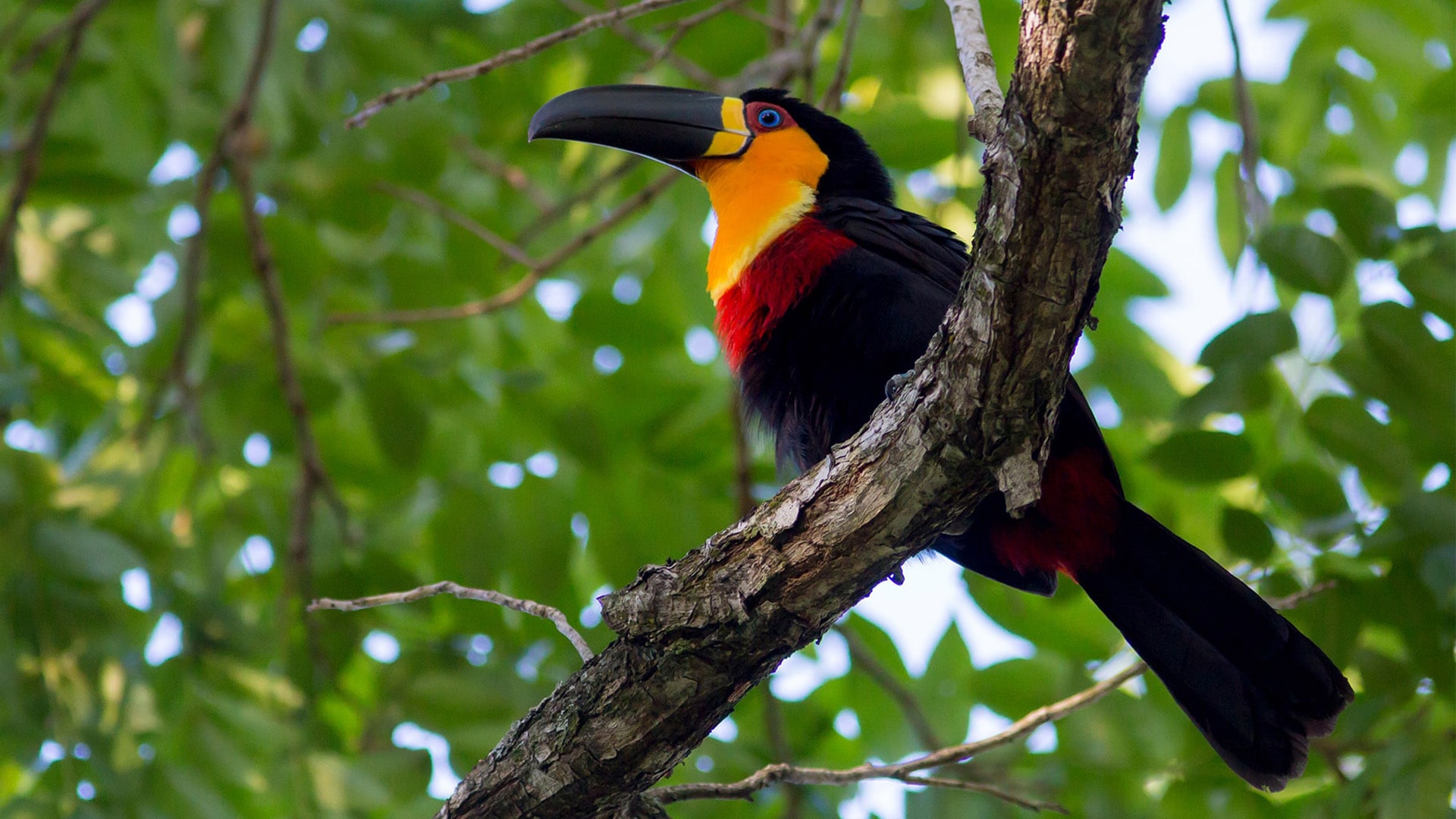 Brazil Ariel Toucan